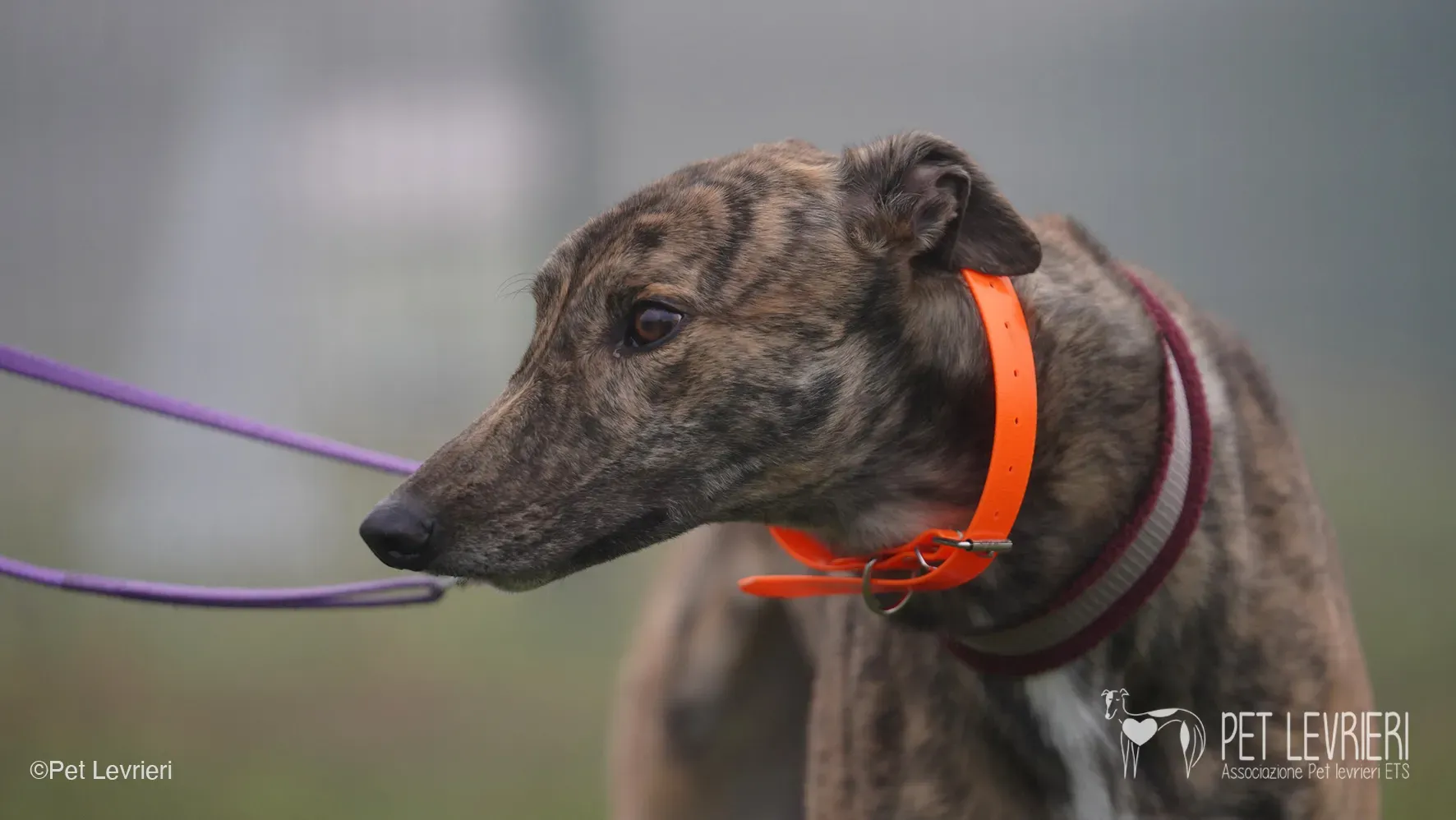 Buddy greyhound maschio tigrato arrivo foster 018