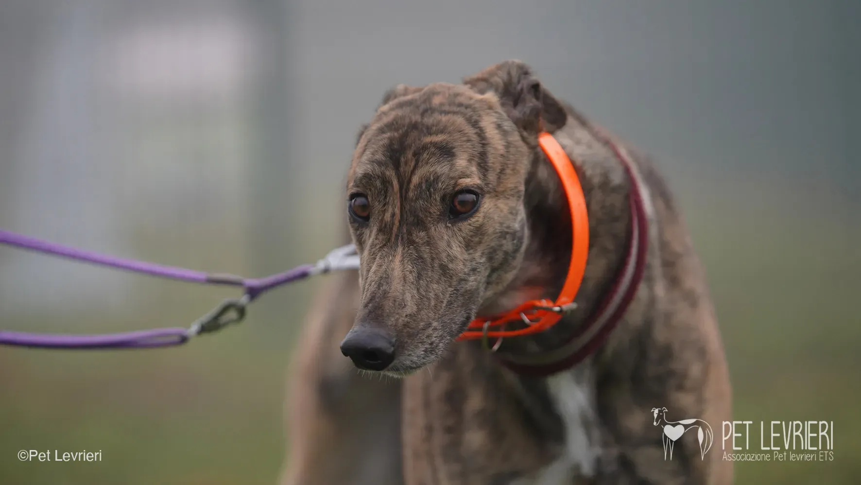 Buddy greyhound maschio tigrato arrivo foster 019