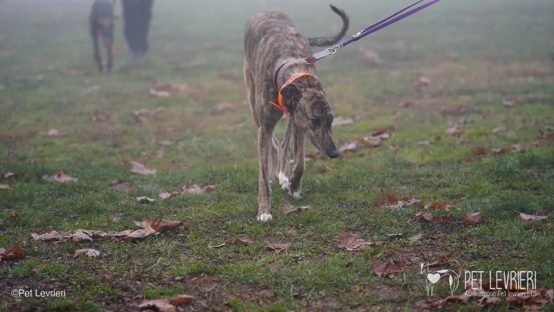 Buddy greyhound maschio tigrato arrivo foster 02