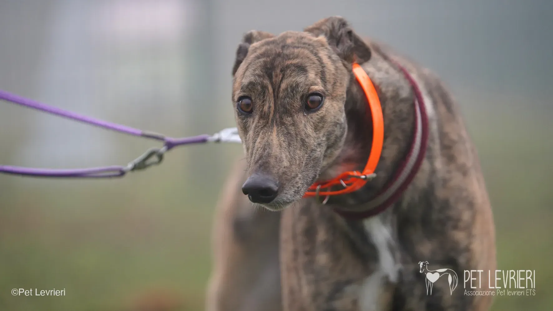 Buddy greyhound maschio tigrato arrivo foster 020