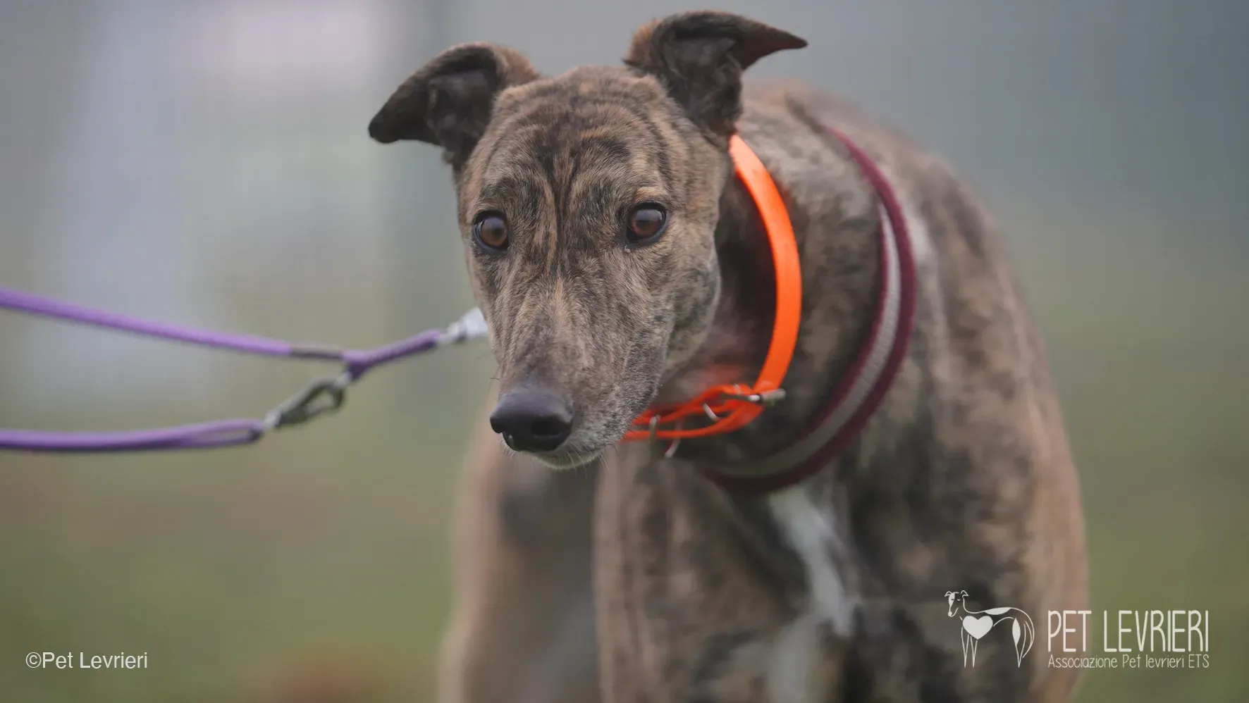 Buddy greyhound maschio tigrato arrivo foster 021