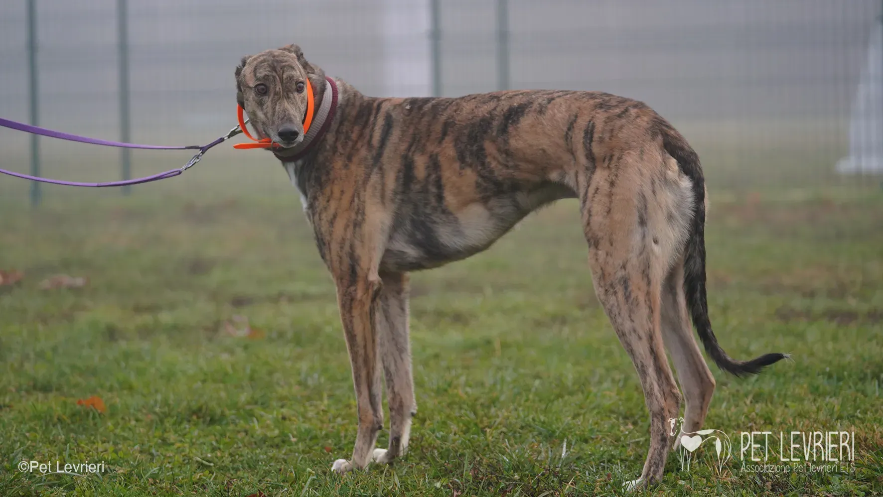 Buddy greyhound maschio tigrato arrivo foster 022