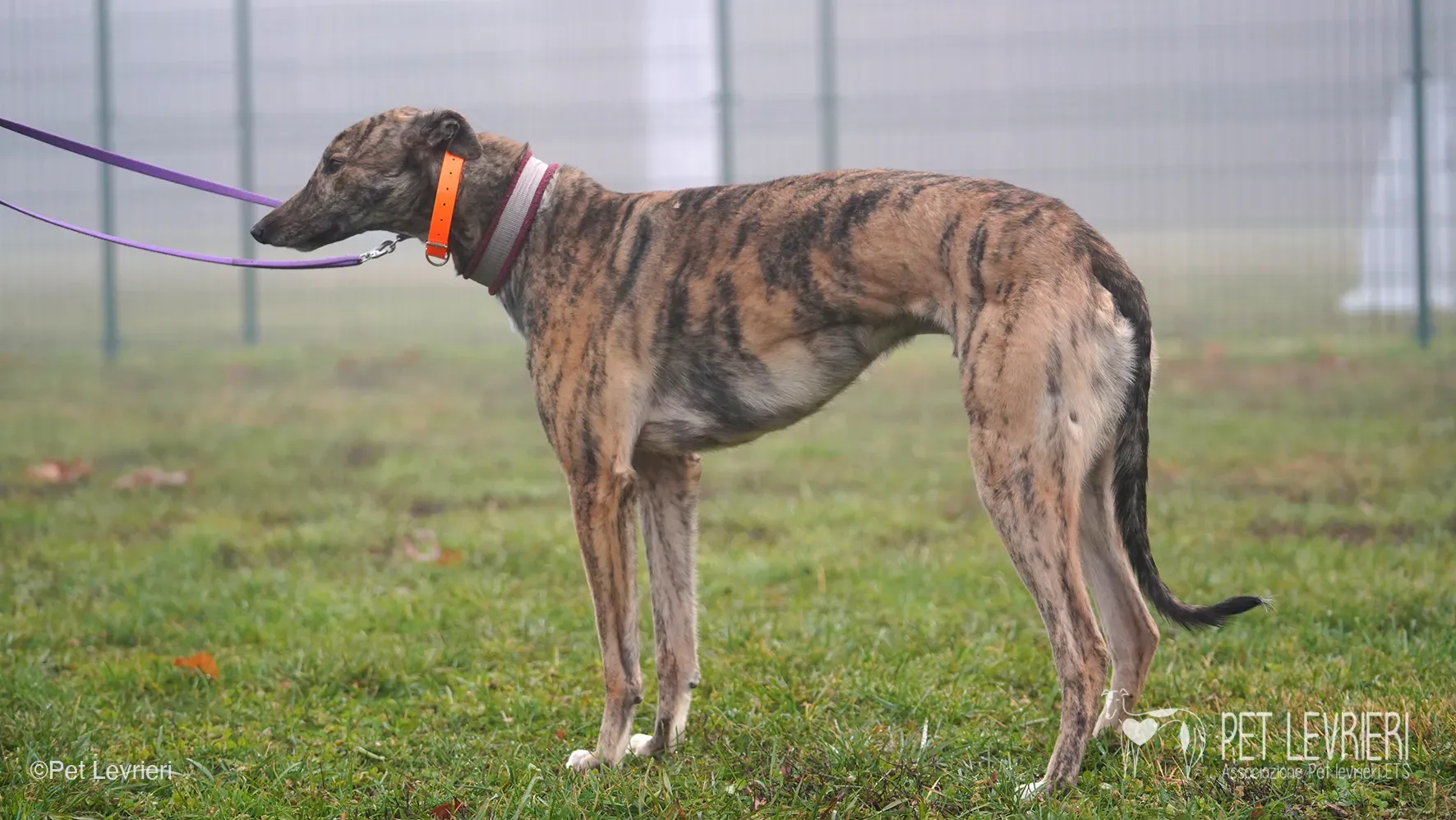 Buddy greyhound maschio tigrato arrivo foster 023