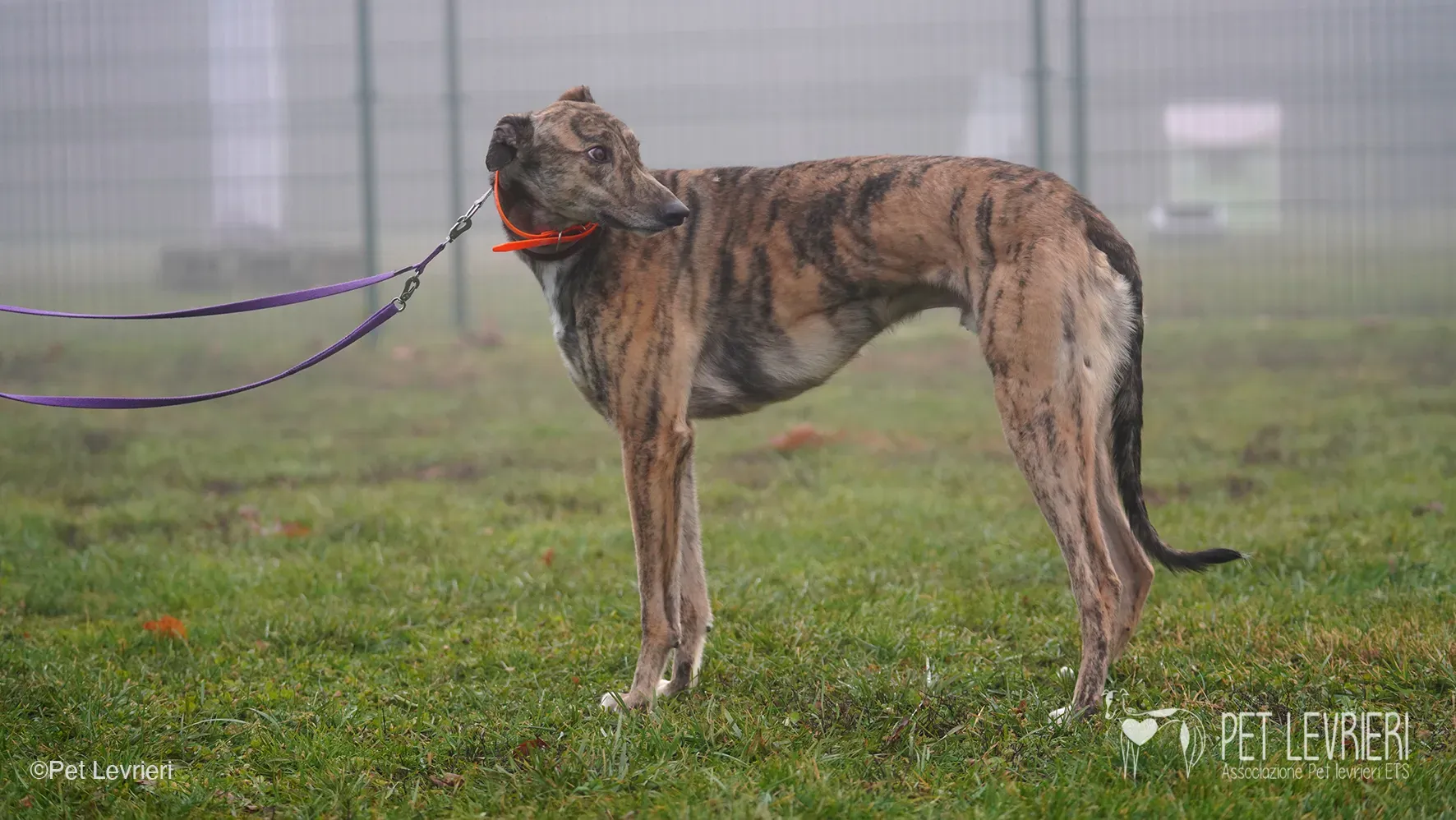 Buddy greyhound maschio tigrato arrivo foster 024