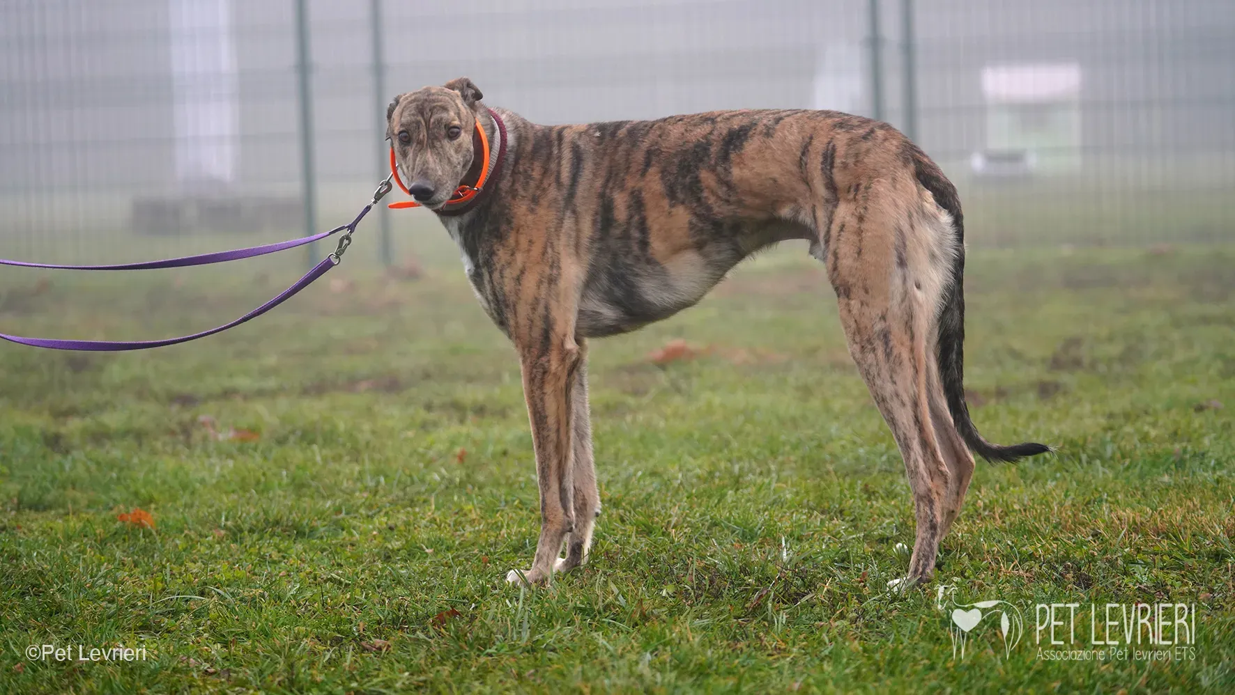 Buddy greyhound maschio tigrato arrivo foster 025