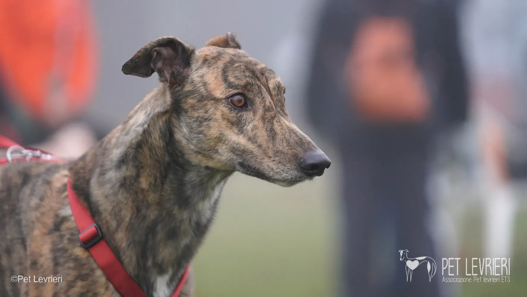 Buddy greyhound maschio tigrato arrivo foster 026