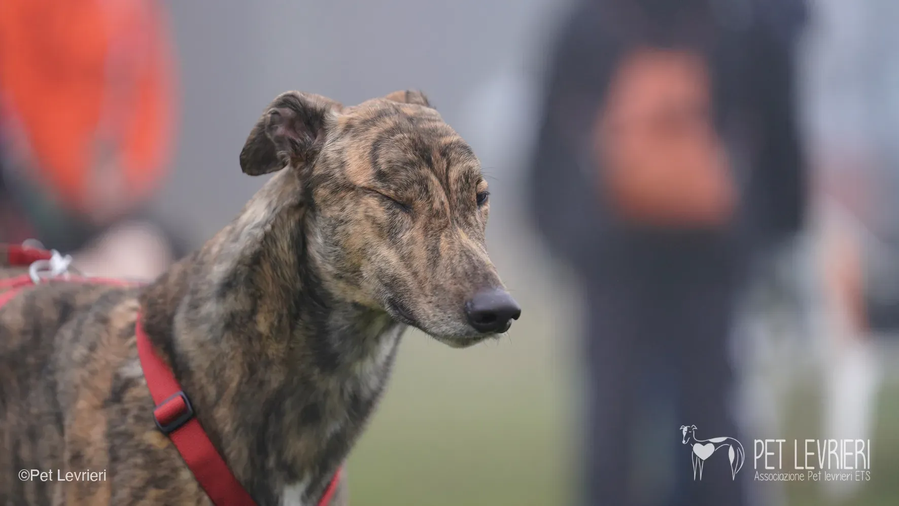 Buddy greyhound maschio tigrato arrivo foster 027