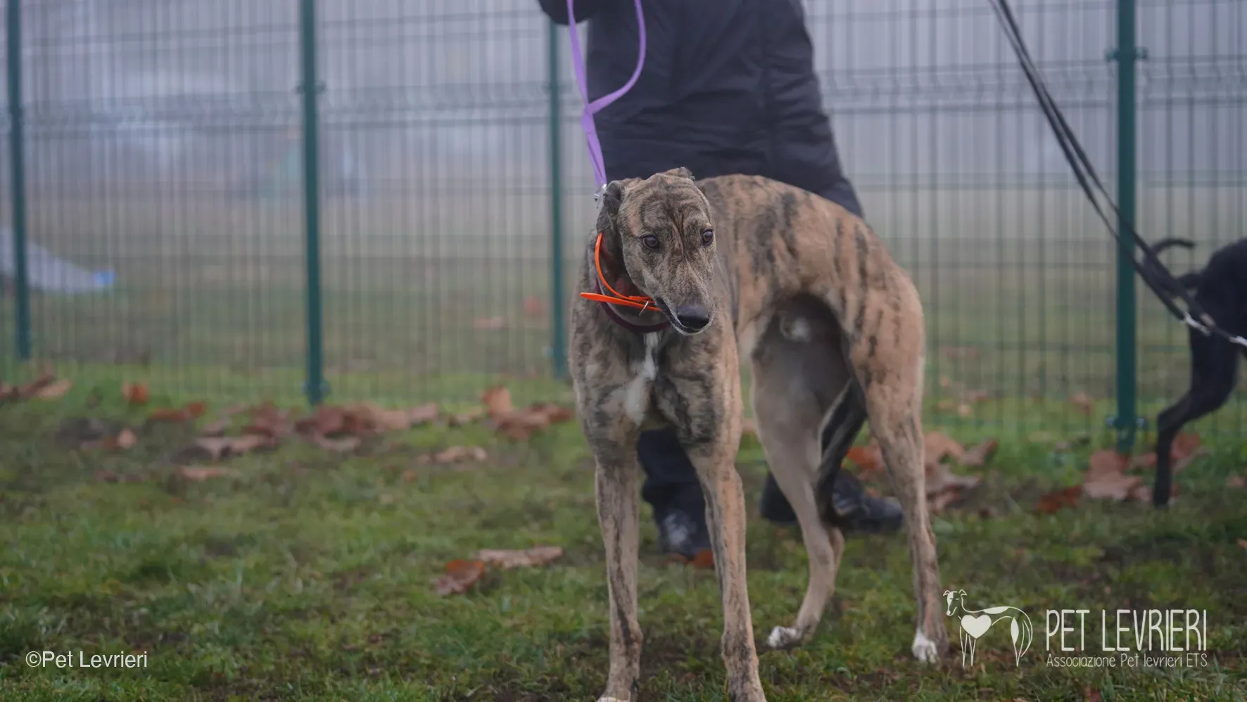Buddy greyhound maschio tigrato arrivo foster 03