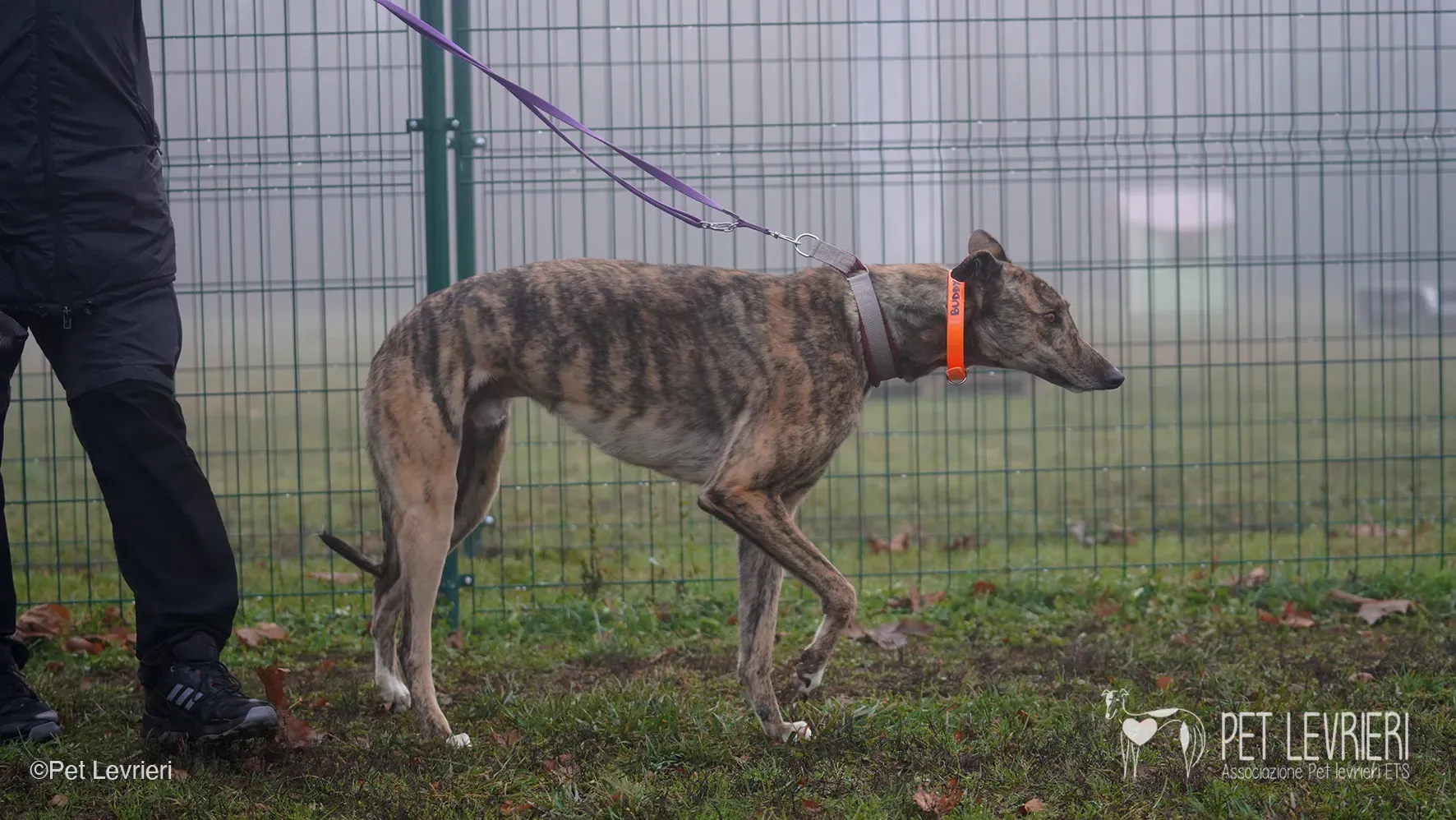 Buddy greyhound maschio tigrato arrivo foster 04