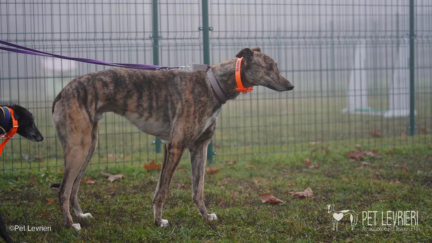 Buddy greyhound maschio tigrato arrivo foster 05