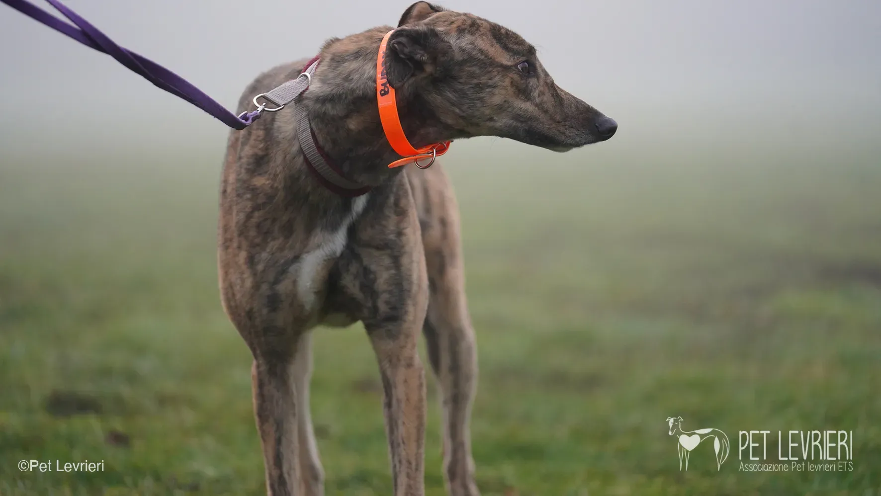 Buddy greyhound maschio tigrato arrivo foster 06