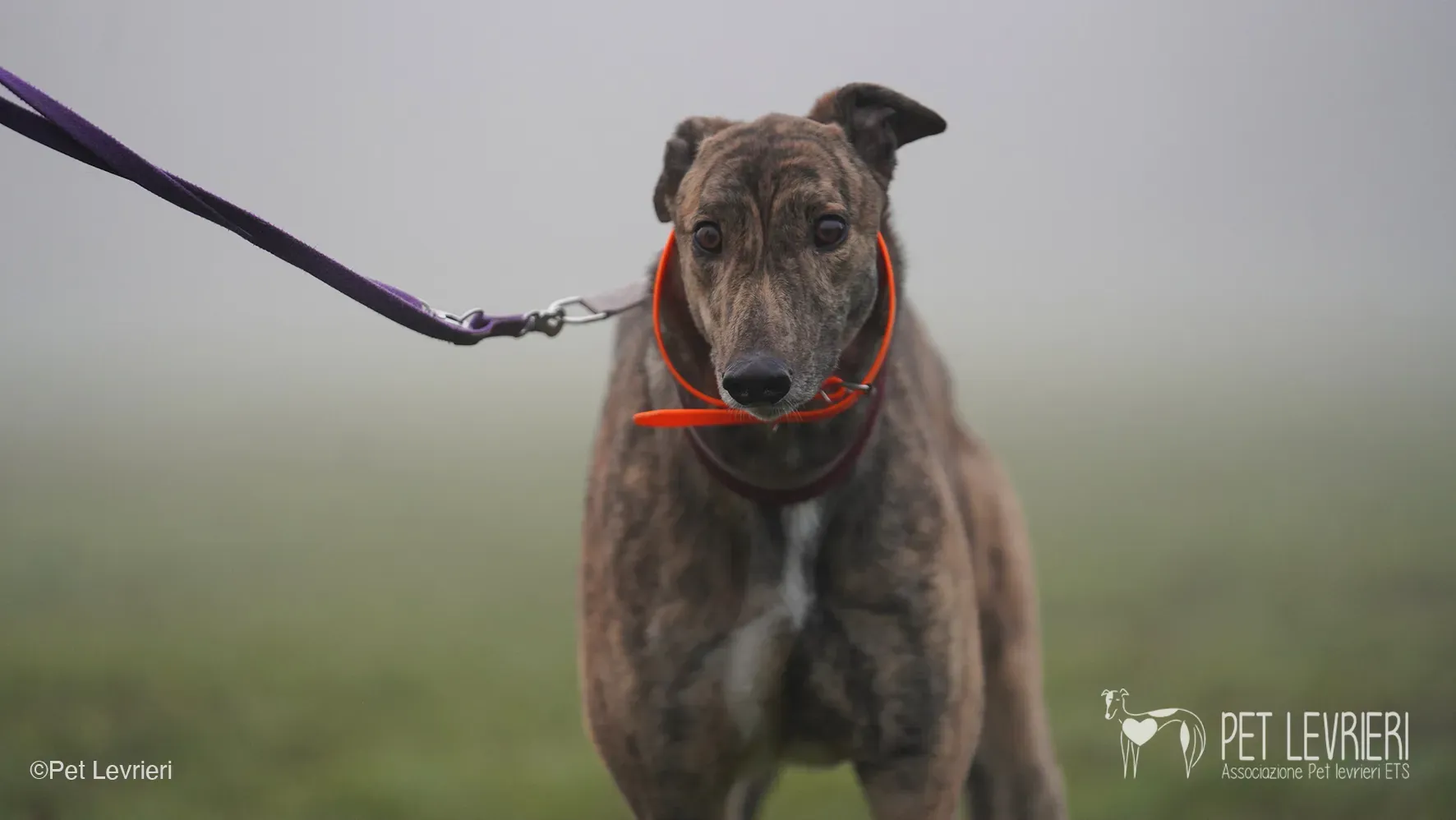 Buddy greyhound maschio tigrato arrivo foster 07