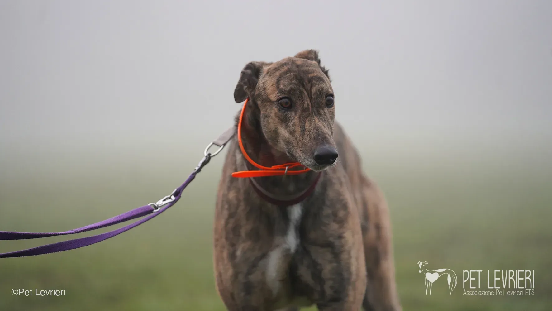 Buddy greyhound maschio tigrato arrivo foster 08
