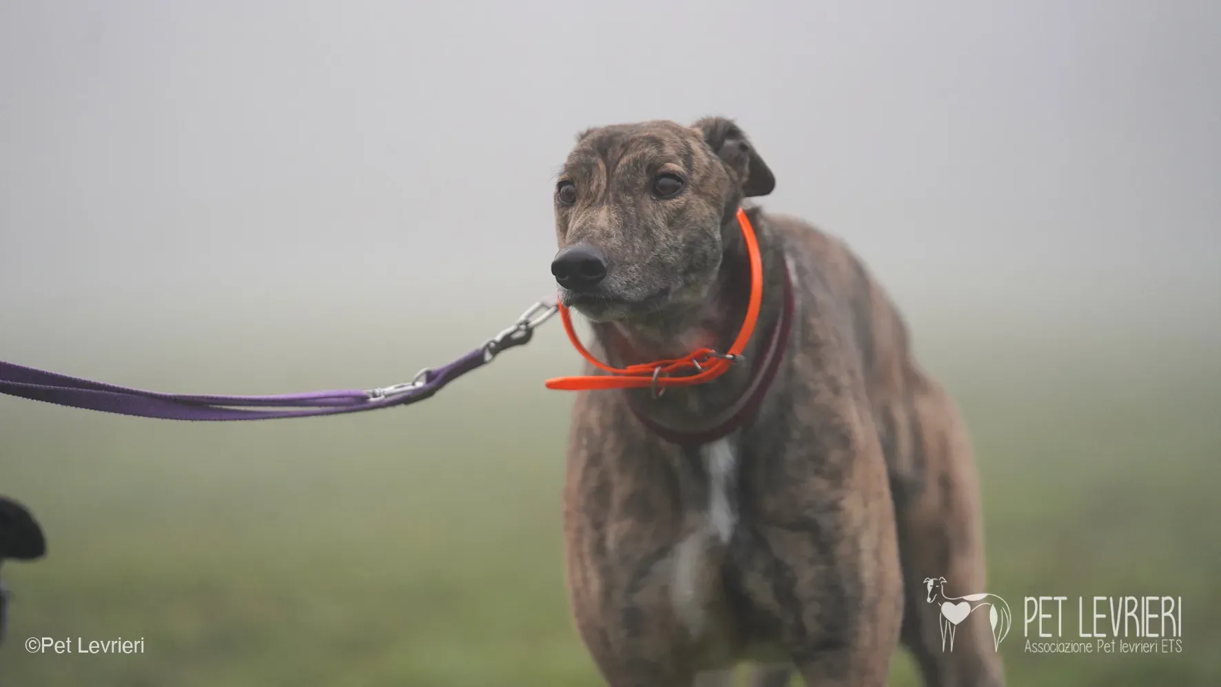 Buddy greyhound maschio tigrato arrivo foster 09