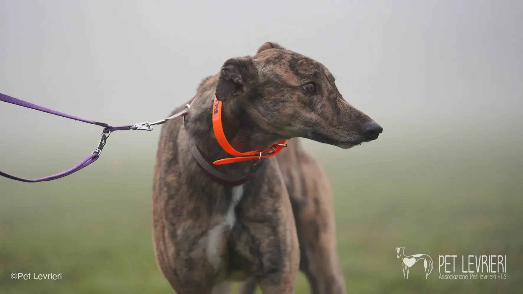 Buddy greyhound maschio tigrato arrivo foster 10