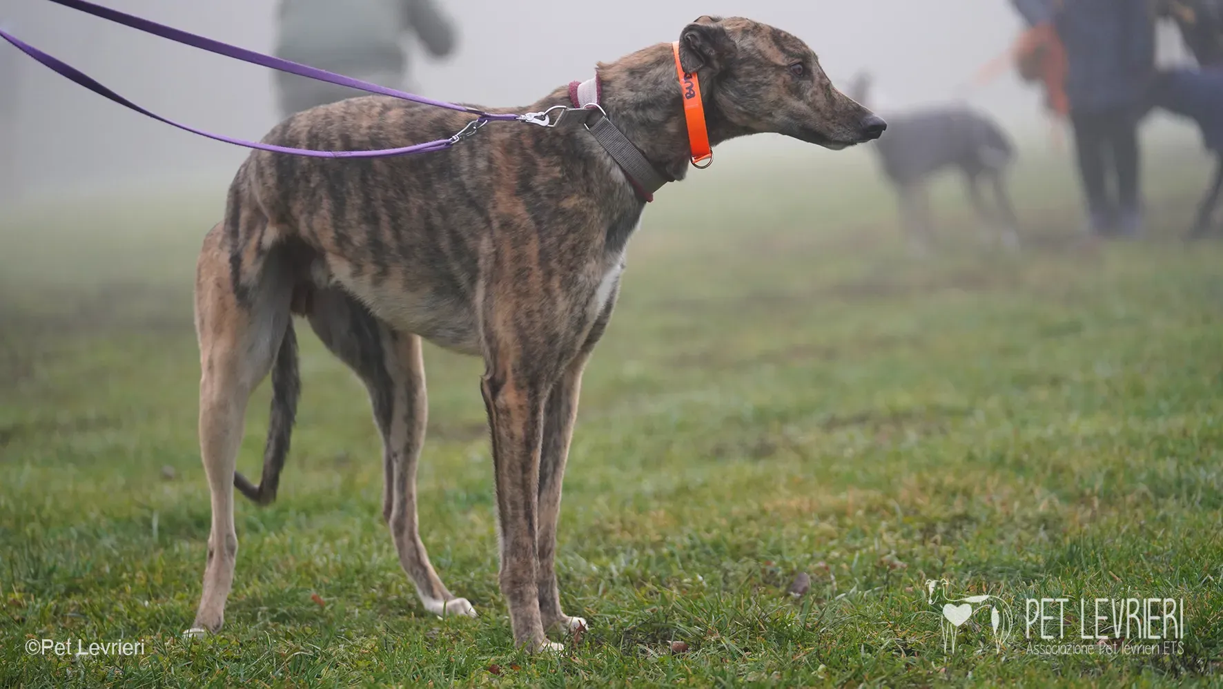 Buddy greyhound maschio tigrato arrivo foster 11