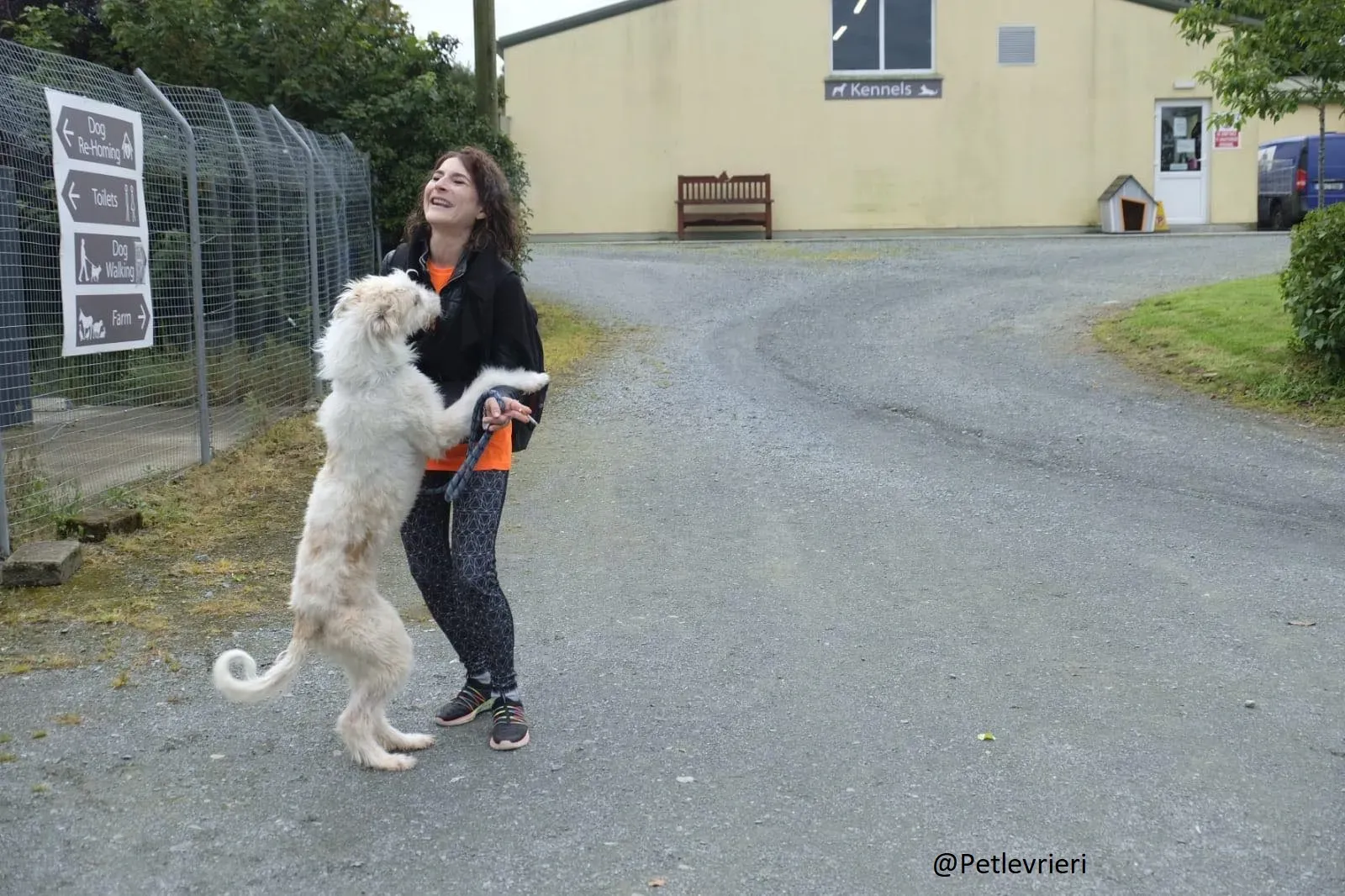 Buffy Lurcher Deerhound Adozione Levrieri Petlevrieri1.1