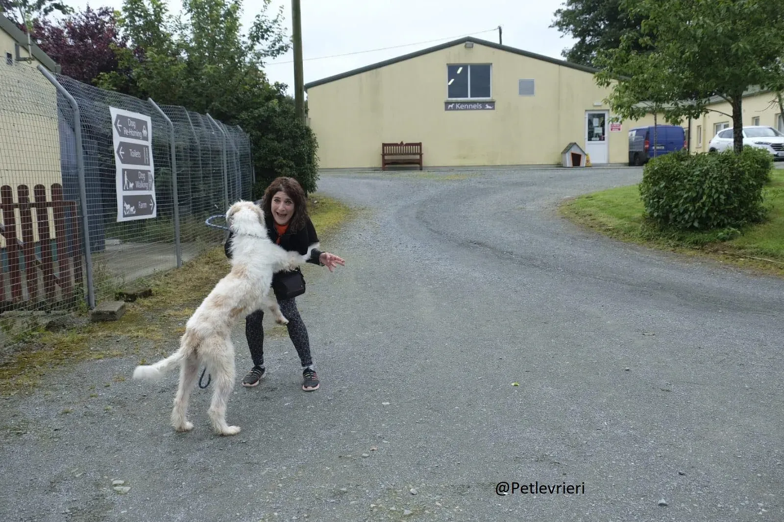 Buffy Lurcher Deerhound Adozione Levrieri Petlevrieri1.2