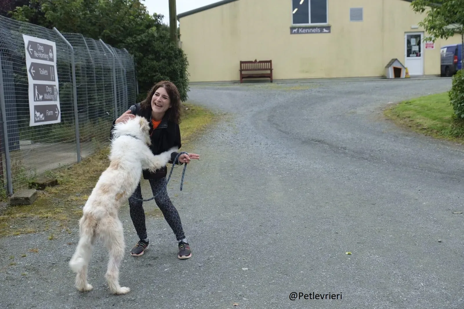 Buffy Lurcher Deerhound Adozione Levrieri Petlevrieri1