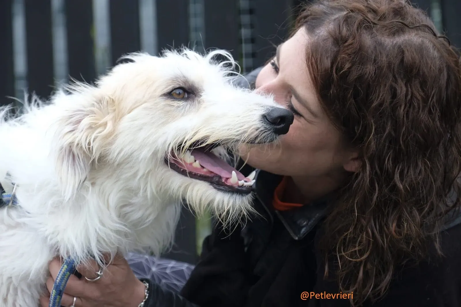 Buffy Lurcher Deerhound Adozione Levrieri Petlevrieri11