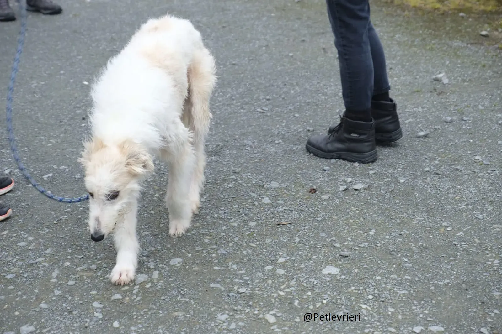 Buffy Lurcher Deerhound Adozione Levrieri Petlevrieri12