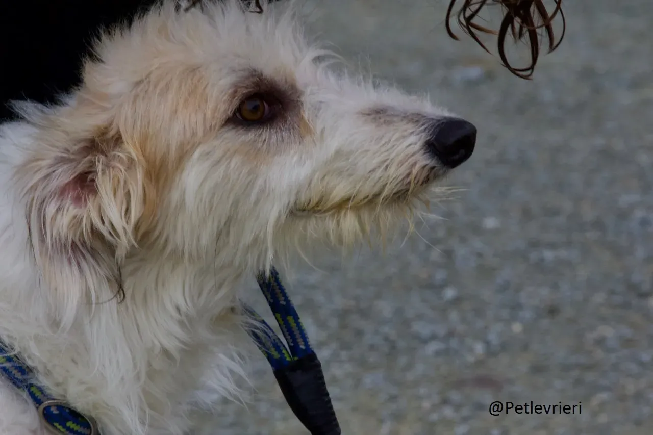 Buffy Lurcher Deerhound Adozione Levrieri Petlevrieri13