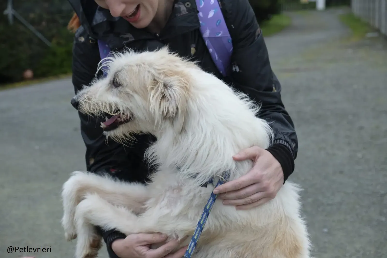 Buffy Lurcher Deerhound Adozione Levrieri Petlevrieri14