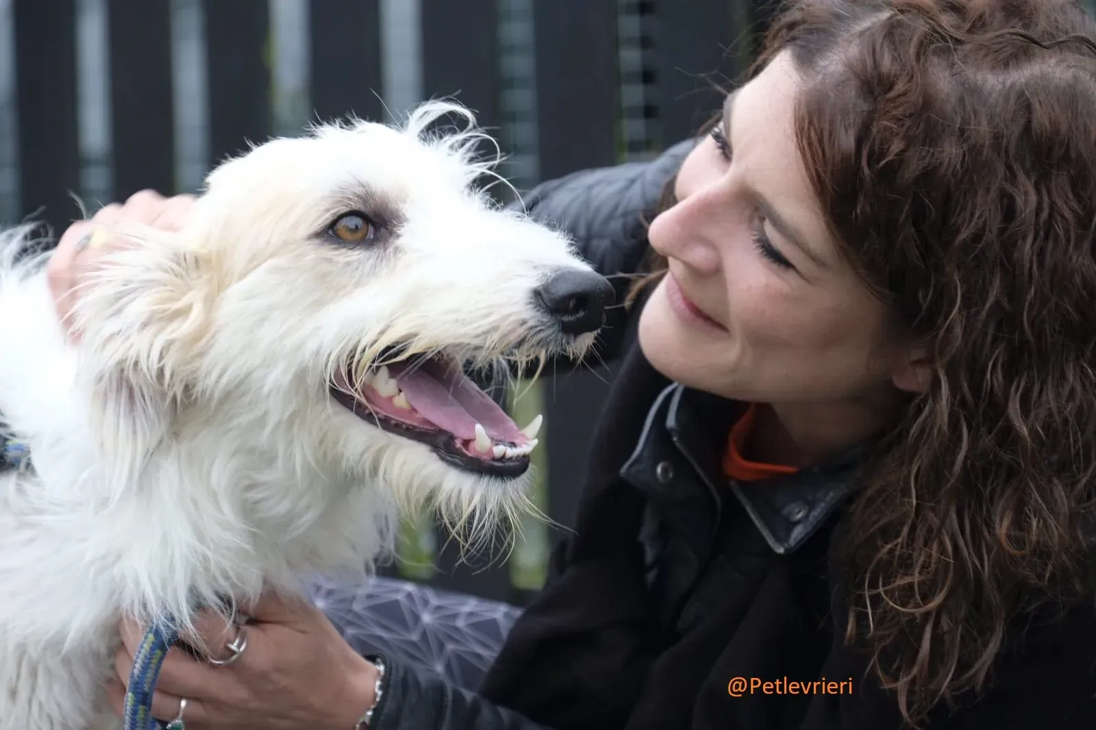 Buffy Lurcher Deerhound Adozione Levrieri Petlevrieri15