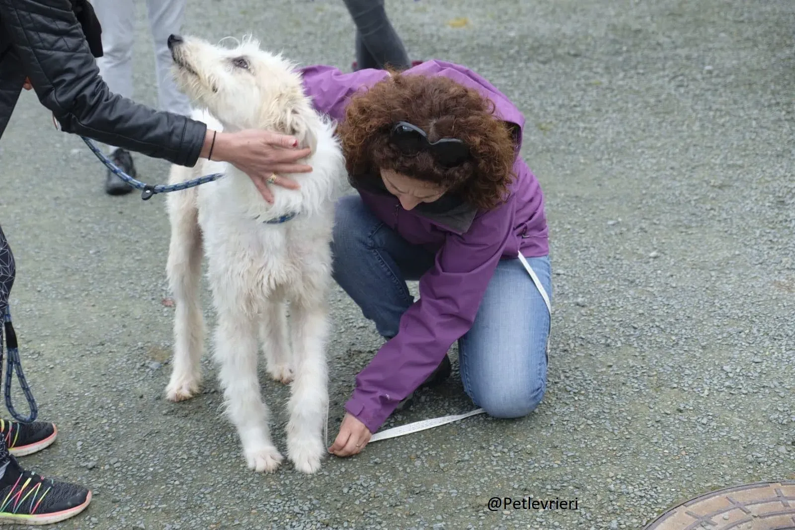 Buffy Lurcher Deerhound Adozione Levrieri Petlevrieri16.1