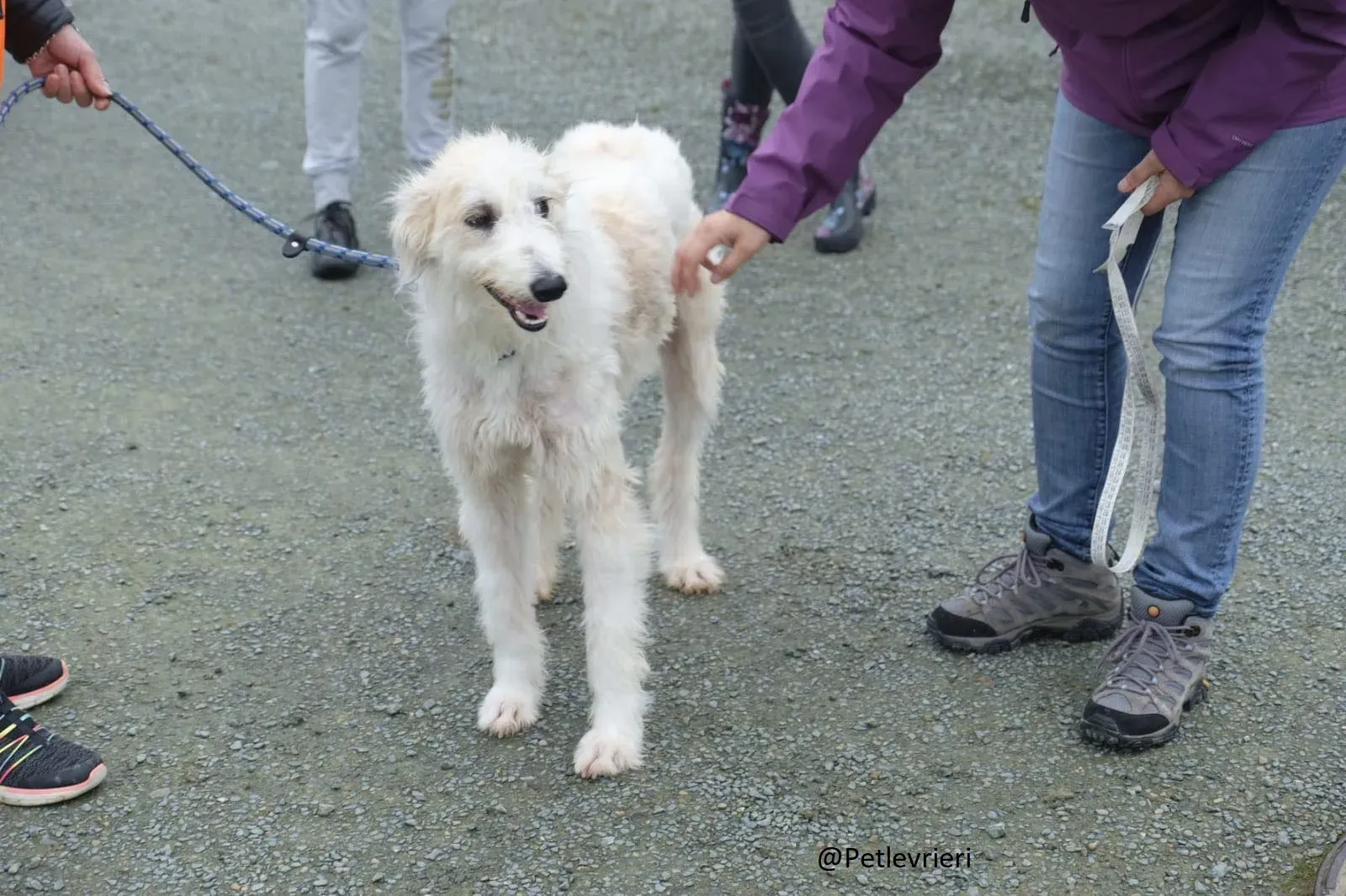 Buffy Lurcher Deerhound Adozione Levrieri Petlevrieri16