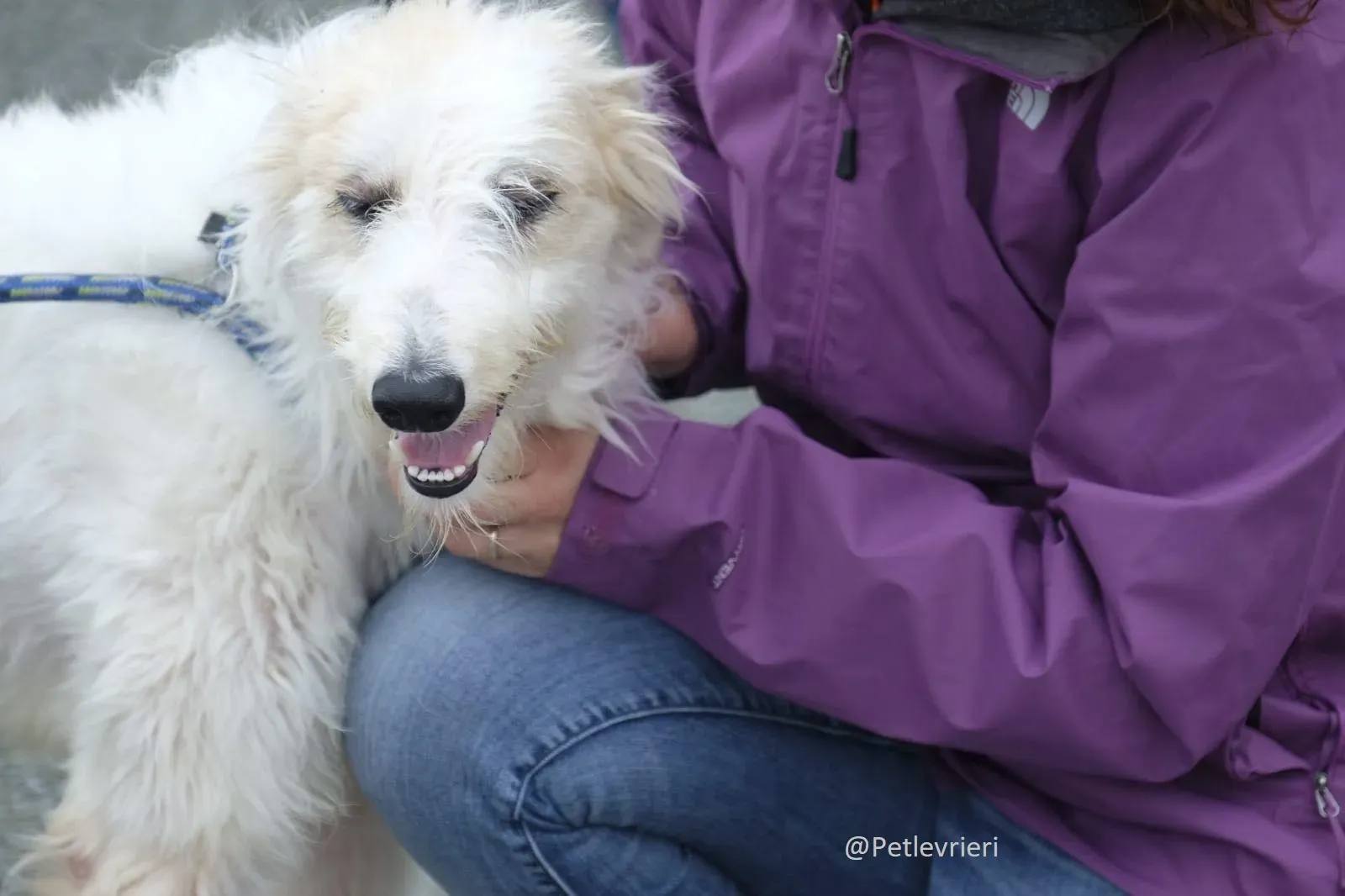 Buffy Lurcher Deerhound Adozione Levrieri Petlevrieri17