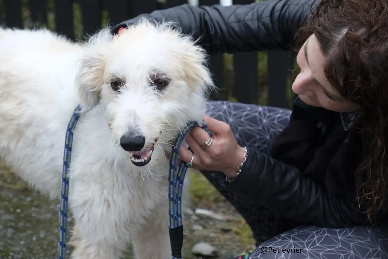 Buffy Lurcher Deerhound Adozione Levrieri Petlevrieri19