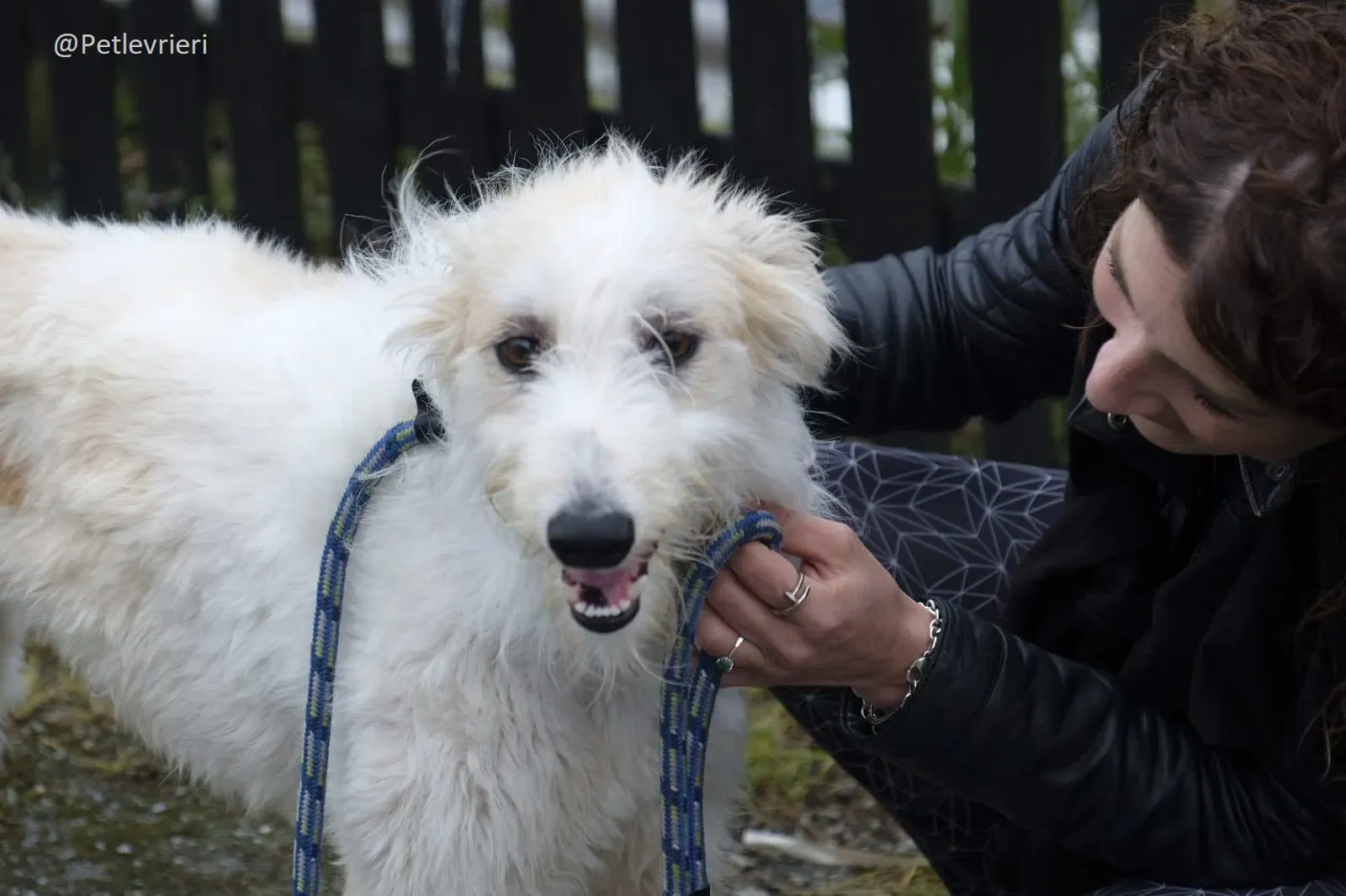 Buffy Lurcher Deerhound Adozione Levrieri Petlevrieri2