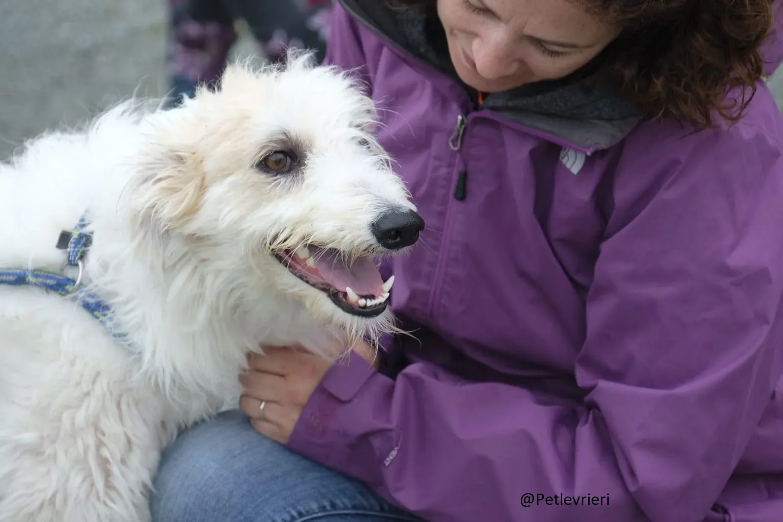 Buffy Lurcher Deerhound Adozione Levrieri Petlevrieri20