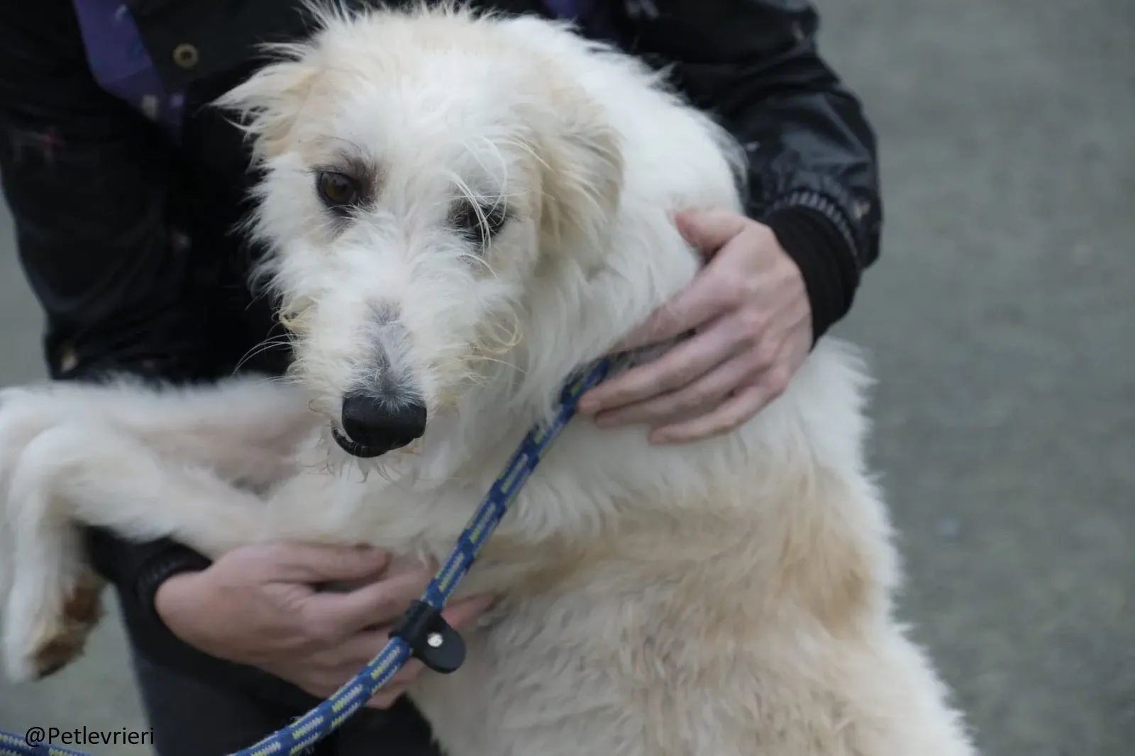 Buffy Lurcher Deerhound Adozione Levrieri Petlevrieri22