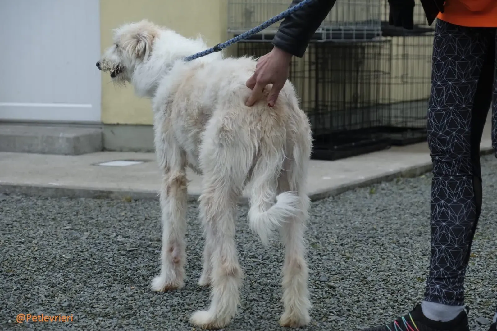 Buffy Lurcher Deerhound Adozione Levrieri Petlevrieri23