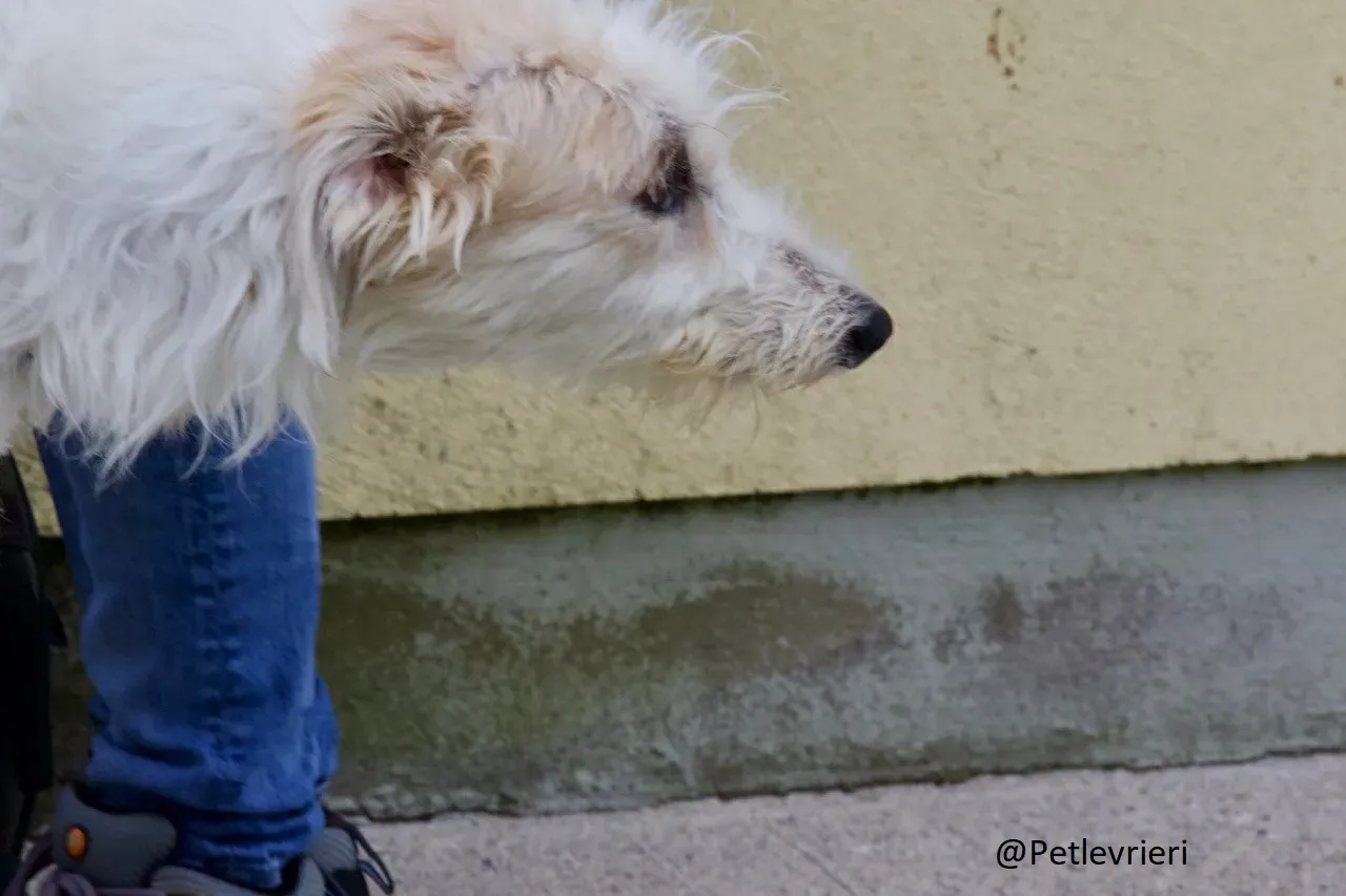 Buffy Lurcher Deerhound Adozione Levrieri Petlevrieri24