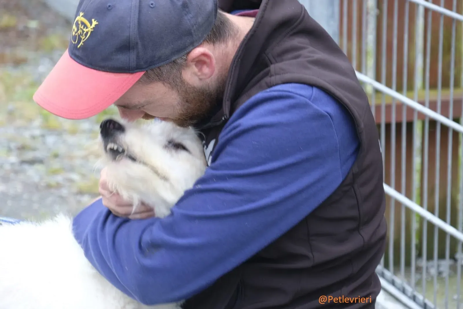 Buffy Lurcher Deerhound Adozione Levrieri Petlevrieri25.1
