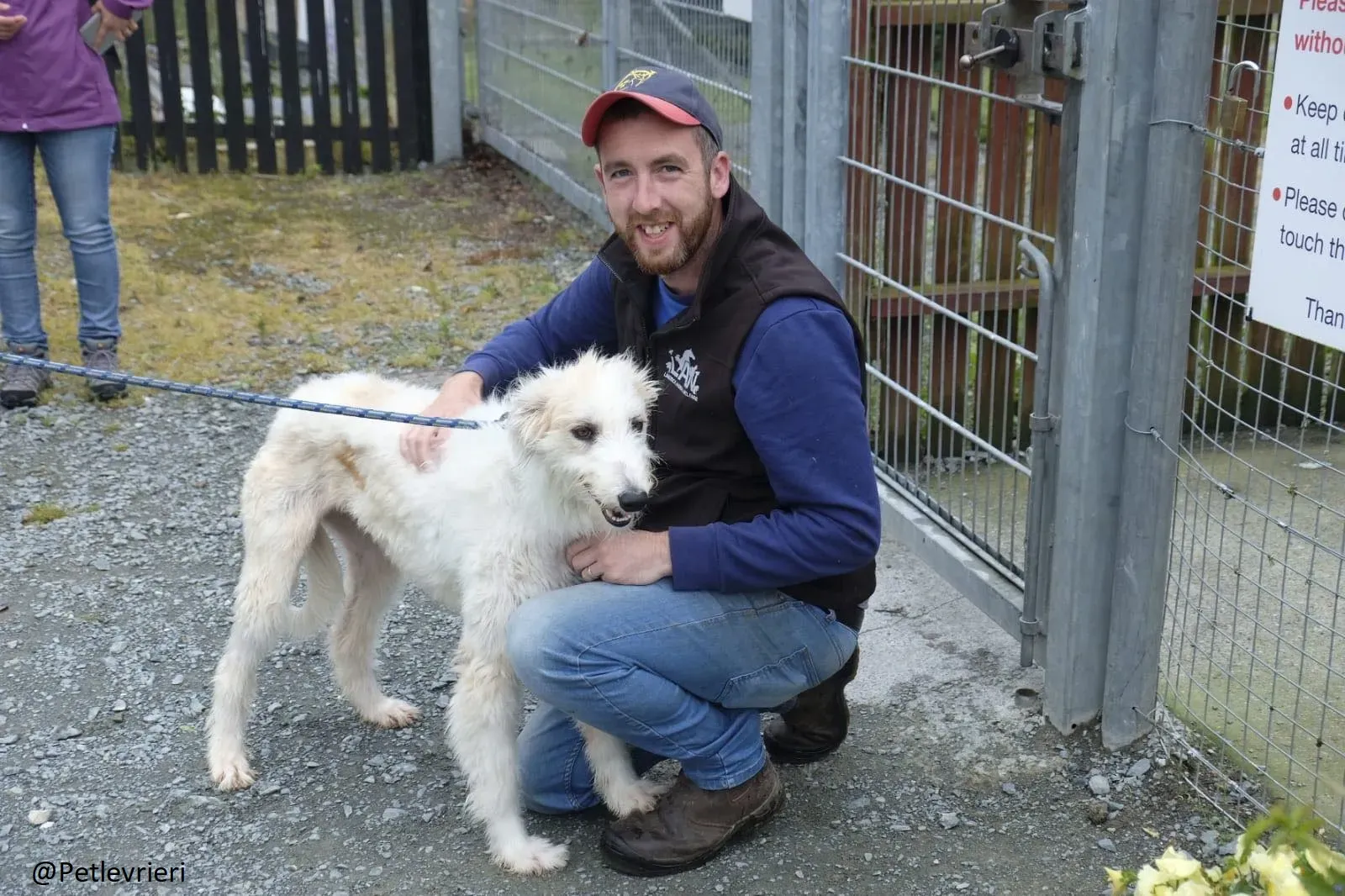 Buffy Lurcher Deerhound Adozione Levrieri Petlevrieri25