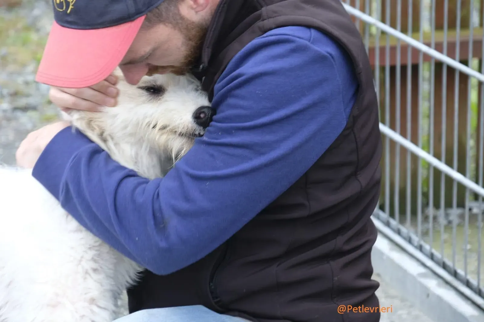 Buffy Lurcher Deerhound Adozione Levrieri Petlevrieri26
