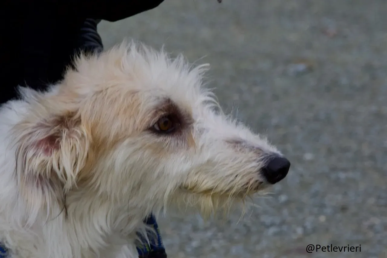 Buffy Lurcher Deerhound Adozione Levrieri Petlevrieri27