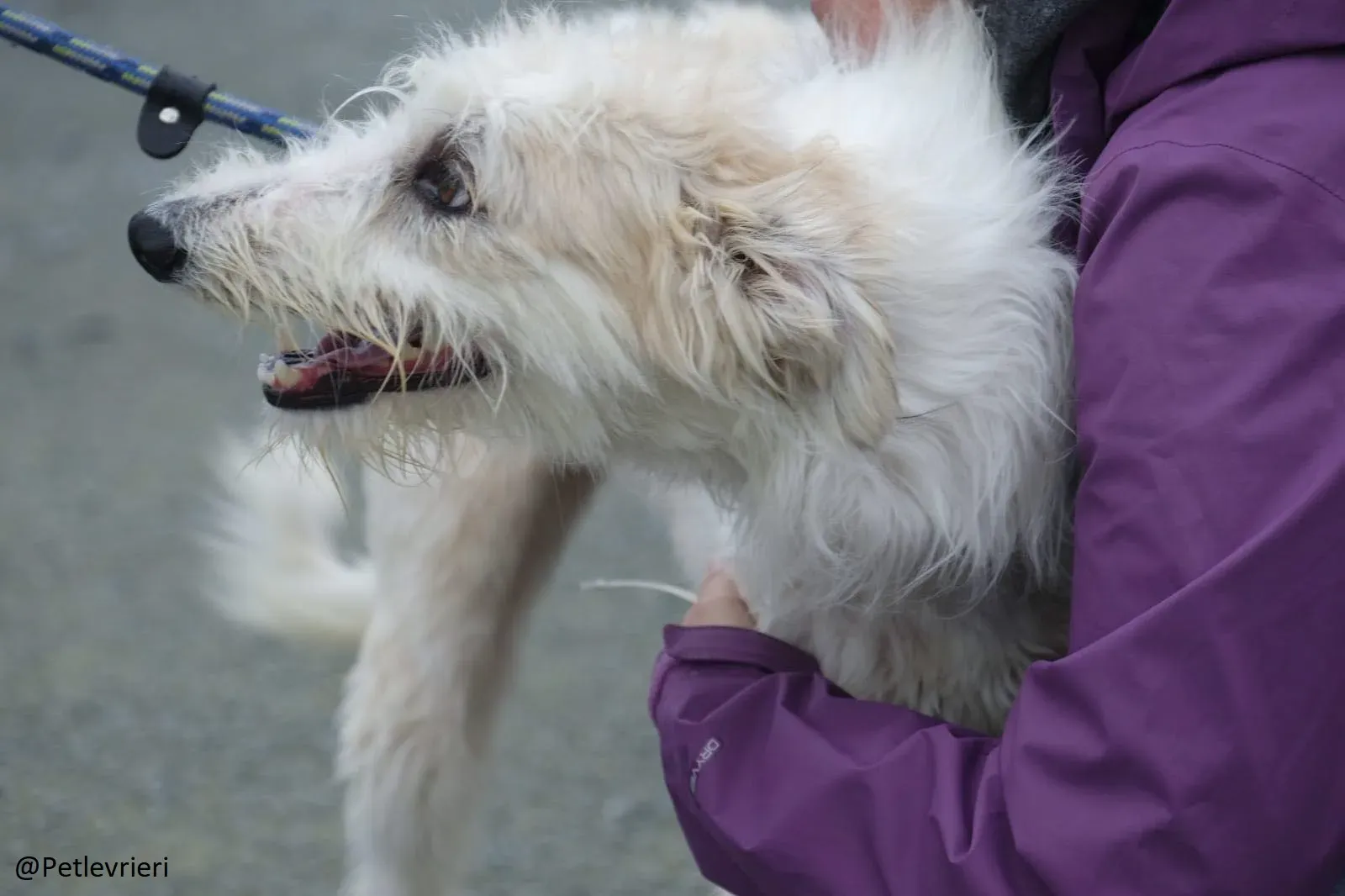Buffy Lurcher Deerhound Adozione Levrieri Petlevrieri28