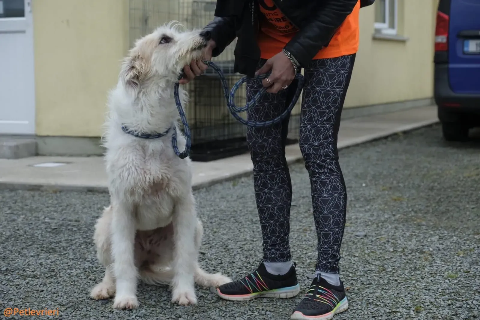 Buffy Lurcher Deerhound Adozione Levrieri Petlevrieri29