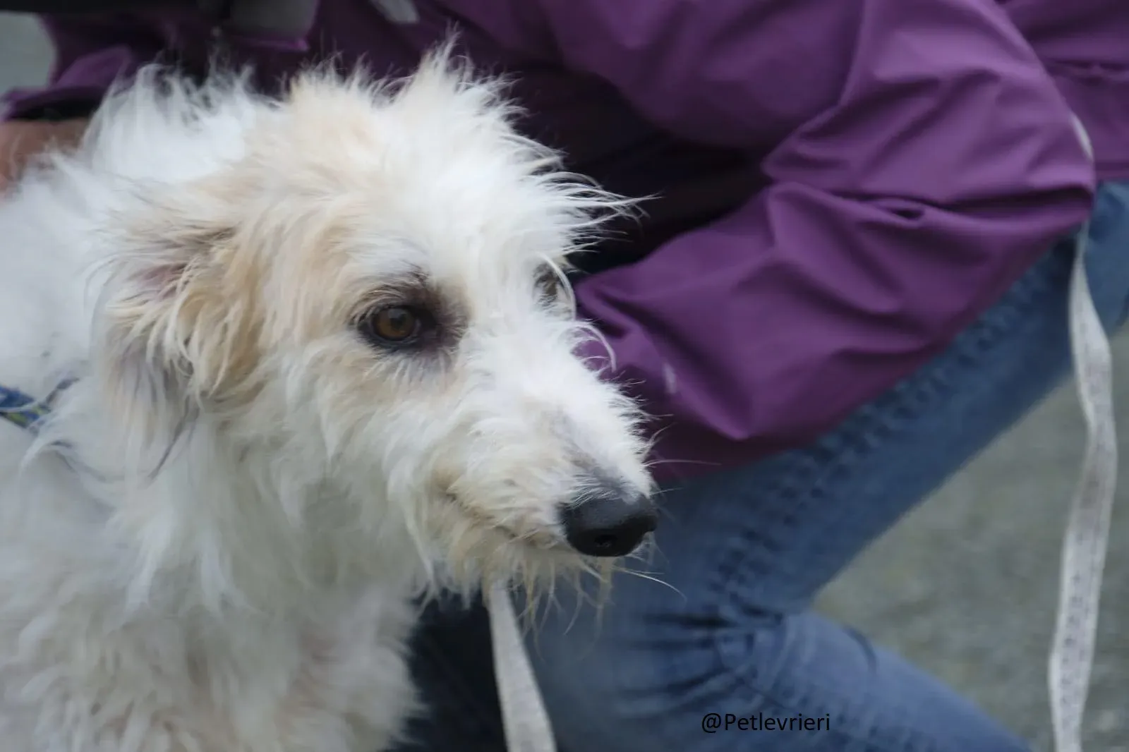 Buffy Lurcher Deerhound Adozione Levrieri Petlevrieri3