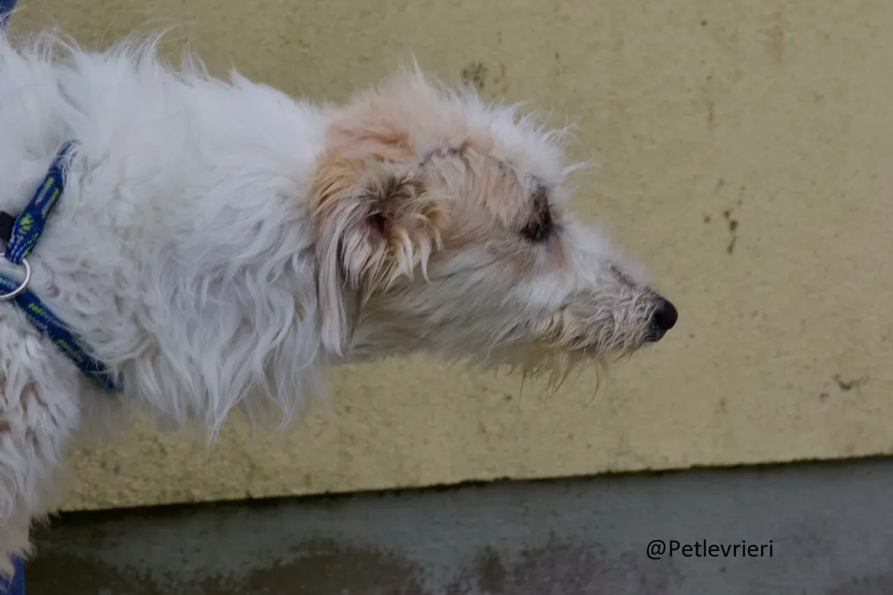 Buffy Lurcher Deerhound Adozione Levrieri Petlevrieri30