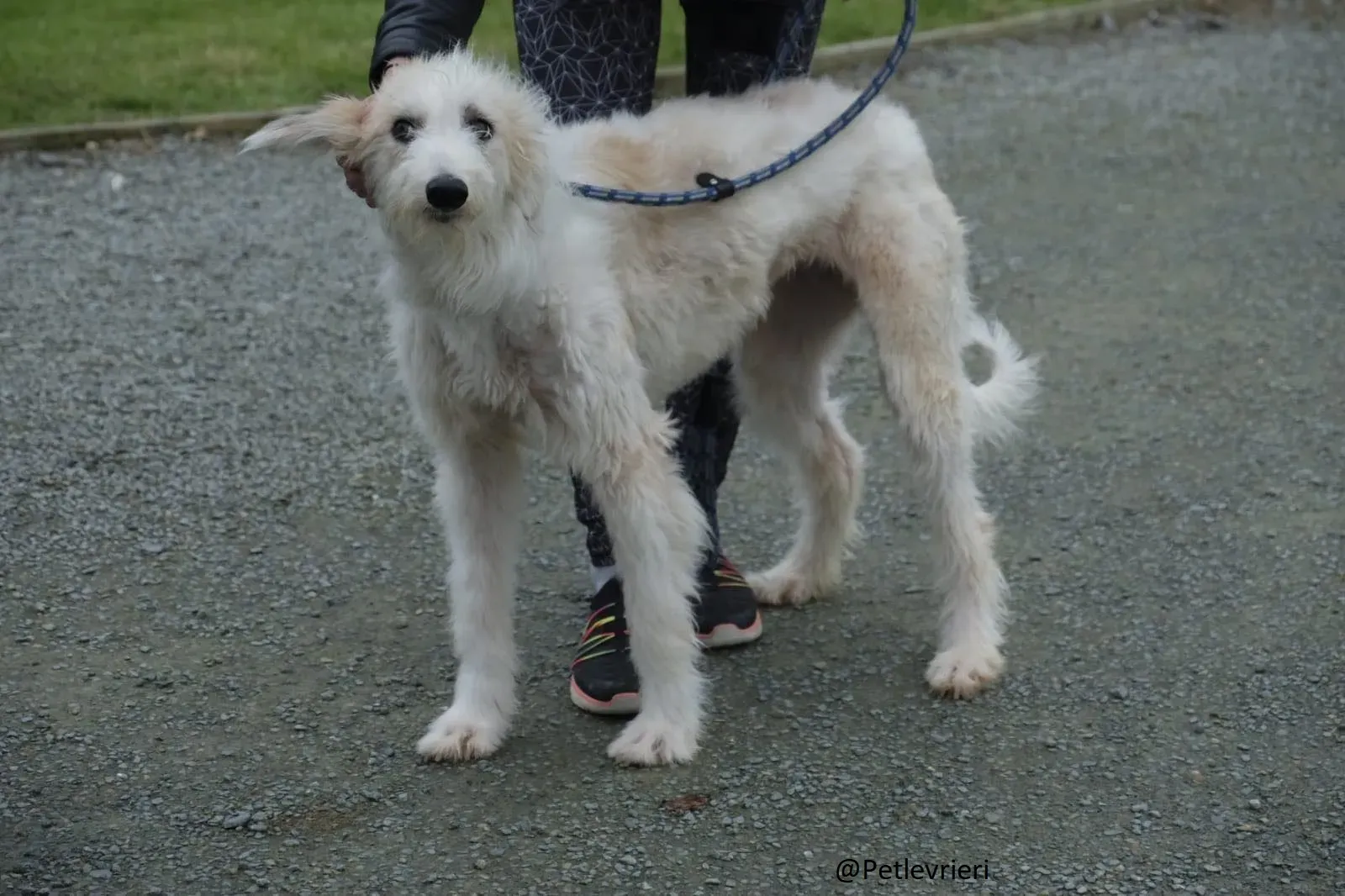 Buffy Lurcher Deerhound Adozione Levrieri Petlevrieri31