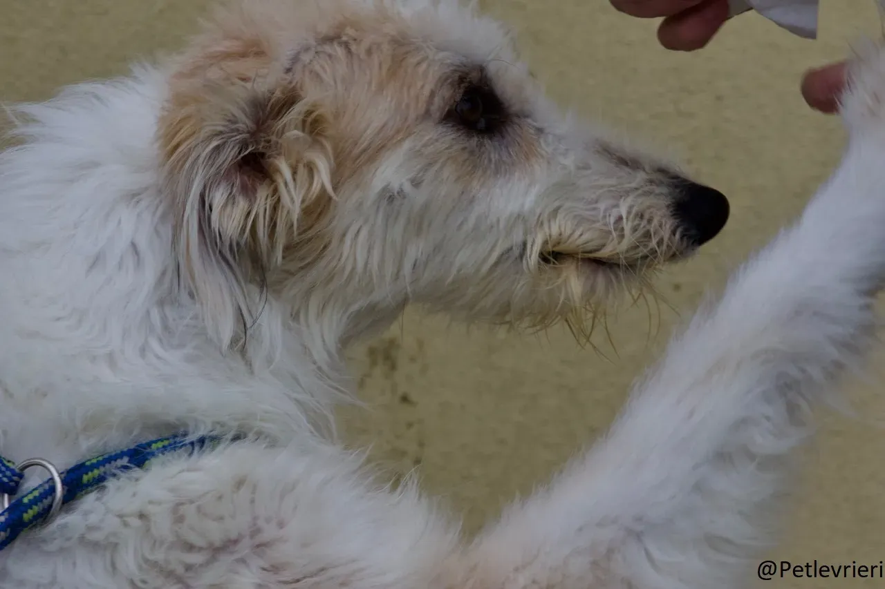 Buffy Lurcher Deerhound Adozione Levrieri Petlevrieri4