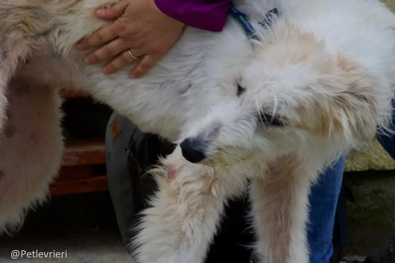 Buffy Lurcher Deerhound Adozione Levrieri Petlevrieri5