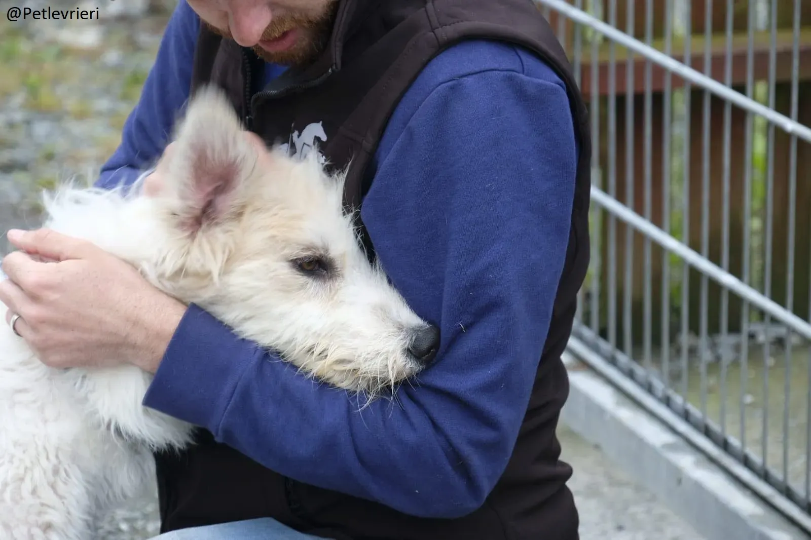 Buffy Lurcher Deerhound Adozione Levrieri Petlevrieri7