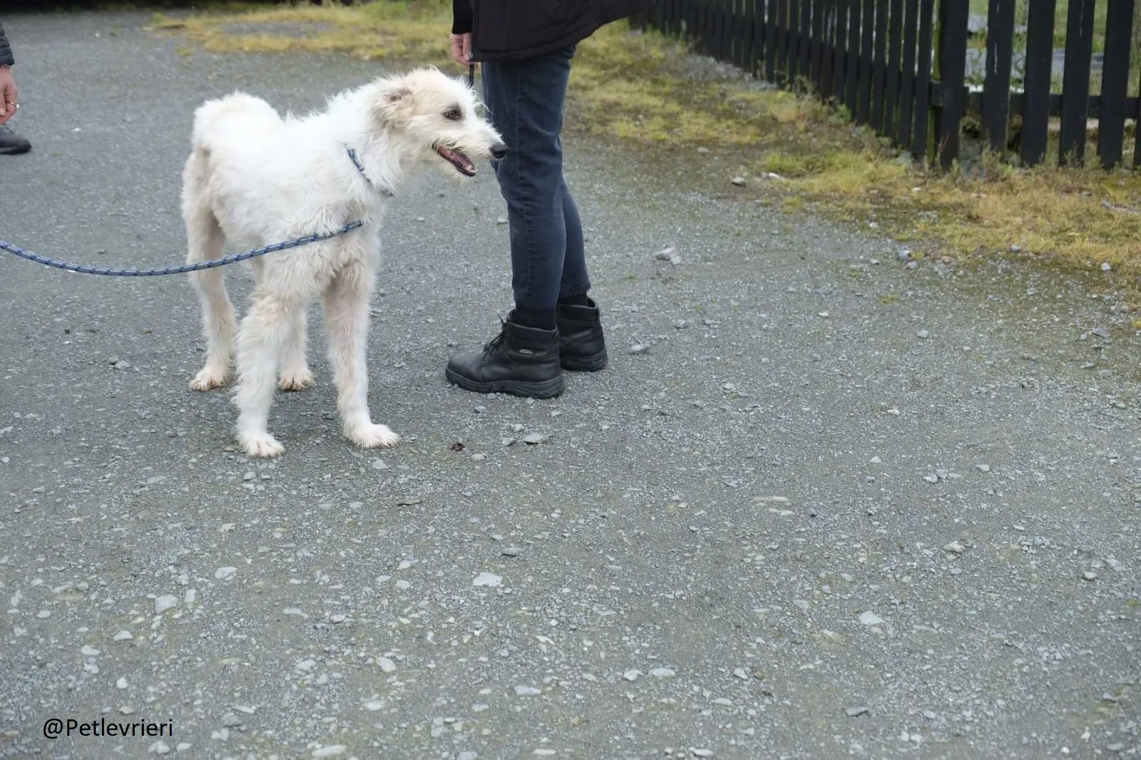 Buffy Lurcher Deerhound Adozione Levrieri Petlevrieri8